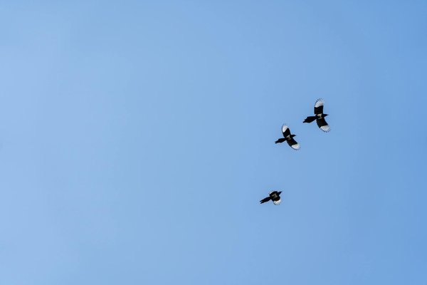 Quels sont les bienfaits des séances de Pilates pour les seniors ayant des problèmes de hanche ?