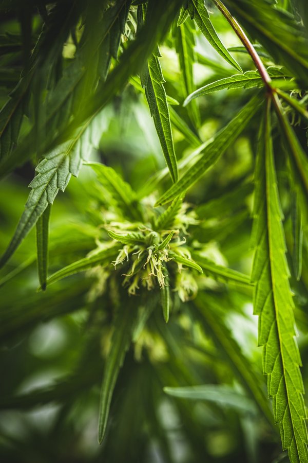 Top 5 faits essentiels à maîtriser sur le hasch cbd